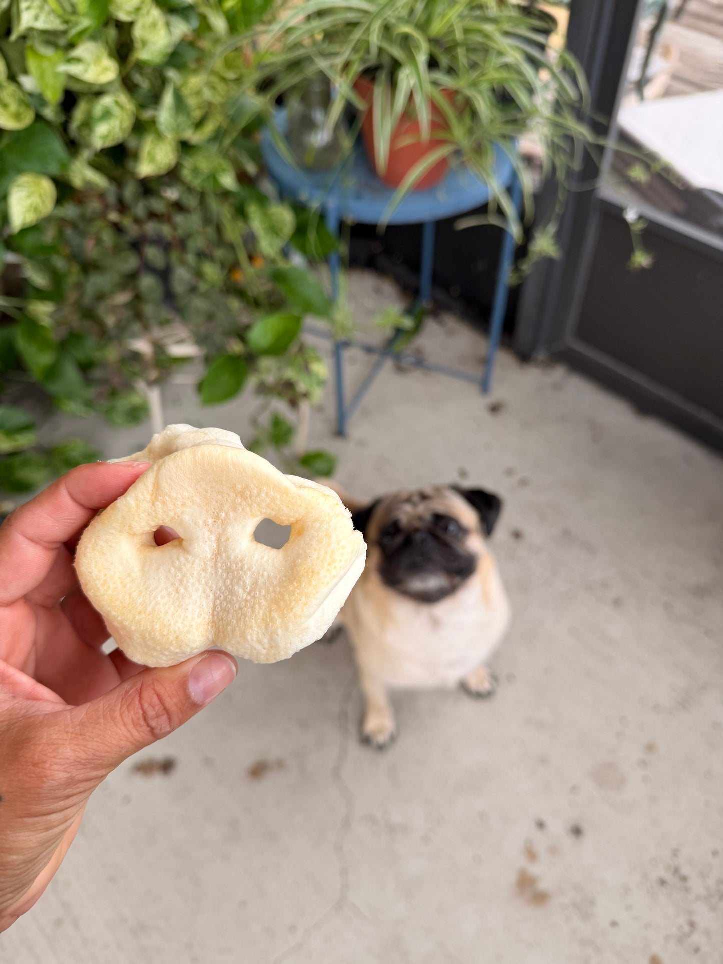 Pig Snout Puffs
