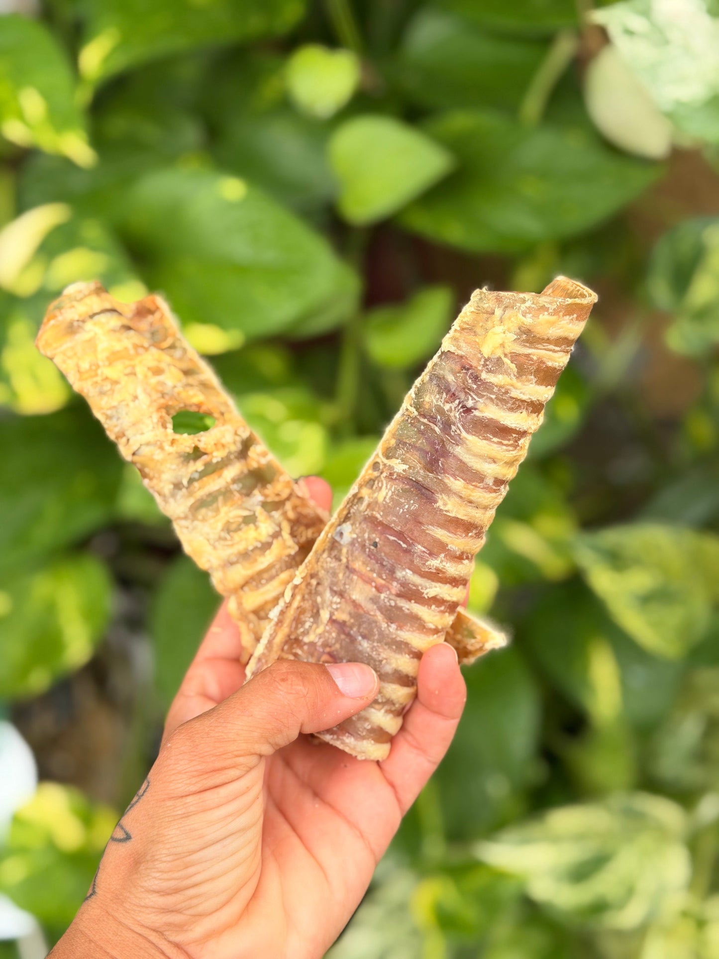 Beef Trachea Flats