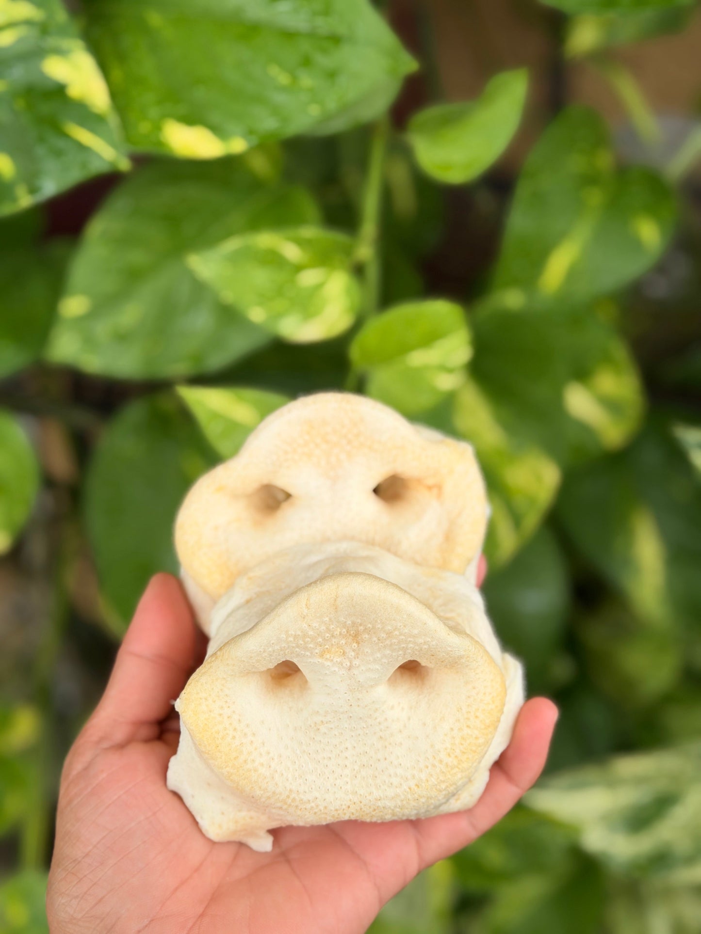 Pig Snout Puffs