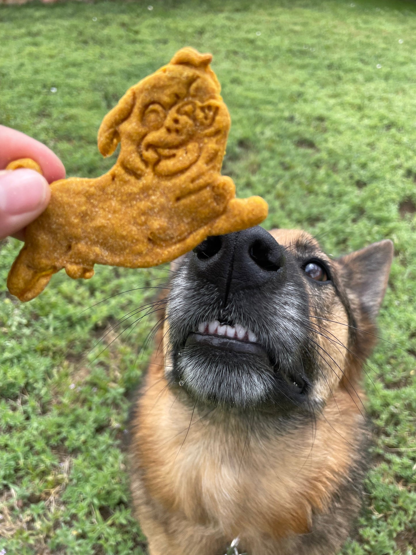 Pumpkin PB Trail Bites